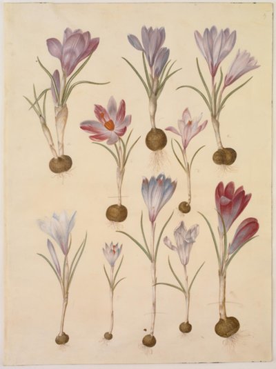 Crocus vernus (Frühlings-Krokus) von Hans Simon Holtzbecker