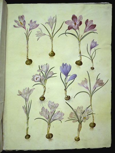 Crocus vernus (Frühlings-Krokus) von Hans Simon Holtzbecker