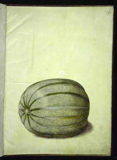 Cucumis melo (Melone) von Hans Simon Holtzbecker