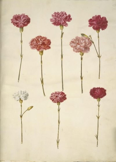 Dianthus caryophyllus (Gartennelke) von Hans Simon Holtzbecker