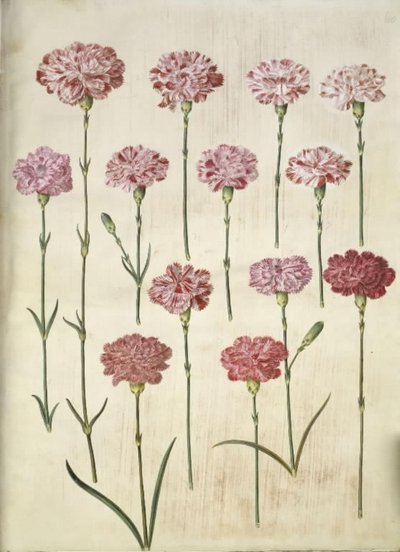 Dianthus caryophyllus (Gartennelke) von Hans Simon Holtzbecker