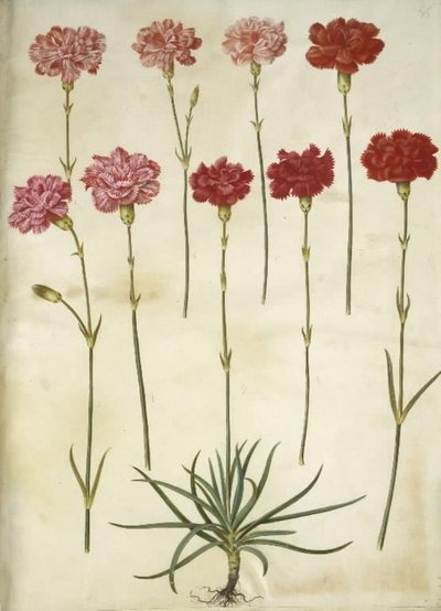 Dianthus caryophyllus (Gartennelke) von Hans Simon Holtzbecker
