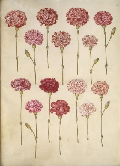 Dianthus caryophyllus (Gartennelke) von Hans Simon Holtzbecker