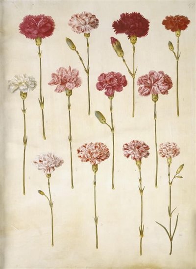 Dianthus caryophyllus (Garten-Nelke) von Hans Simon Holtzbecker