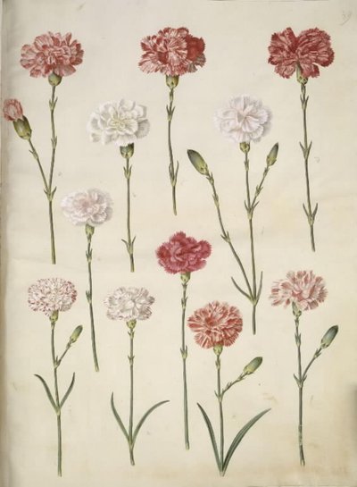 Dianthus caryophyllus (Garten-Nelke) von Hans Simon Holtzbecker