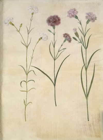 Federnelke (Dianthus plumarius) von Hans Simon Holtzbecker
