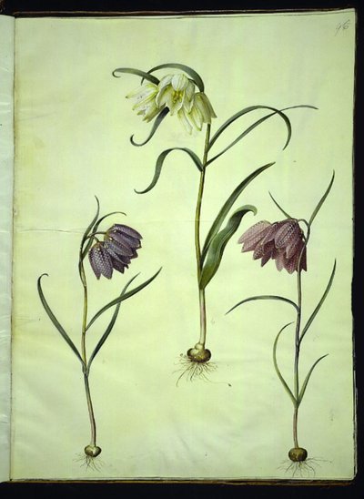 Schachbrettblume (Fritillaria meleagris) von Hans Simon Holtzbecker
