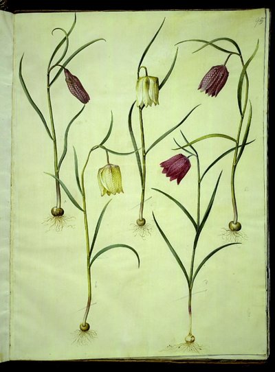 Fritillaria meleagris (gewöhnliche Schachbrettblume) von Hans Simon Holtzbecker