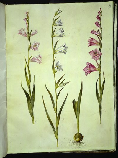 Gladiolus communis (gewöhnliche Gladiole) von Hans Simon Holtzbecker