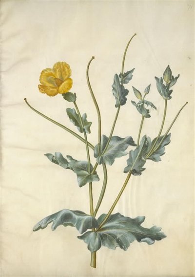 Gelber Hornmohn von Hans Simon Holtzbecker