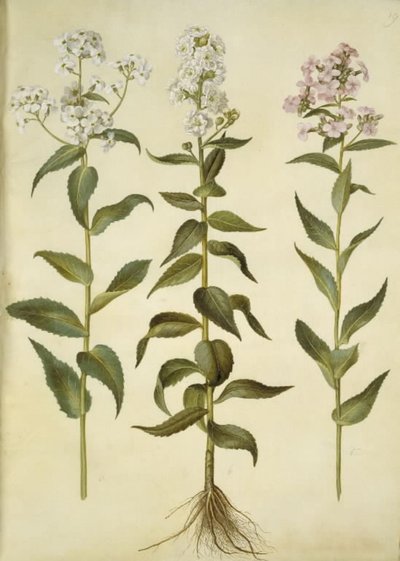 Nachtviole (gemeine Nachtviole) von Hans Simon Holtzbecker