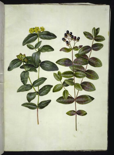 Johanniskraut (Hypericum androsaemum) von Hans Simon Holtzbecker