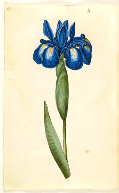 Iris latifolia (Englische Iris) von Hans Simon Holtzbecker