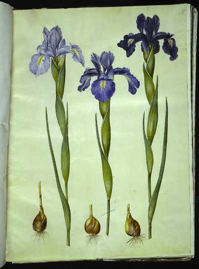 Iris latifolia (englische Iris) von Hans Simon Holtzbecker