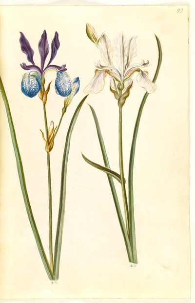 Iris sibirica (Sibirische Schwertlilie) von Hans Simon Holtzbecker