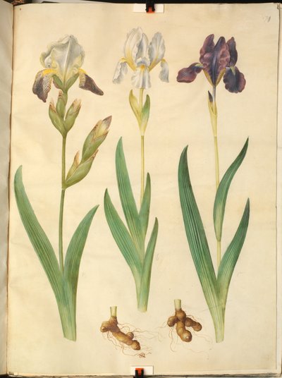 Iris ×squalens (Iris-Hybrid); Iris (Iris) von Hans Simon Holtzbecker