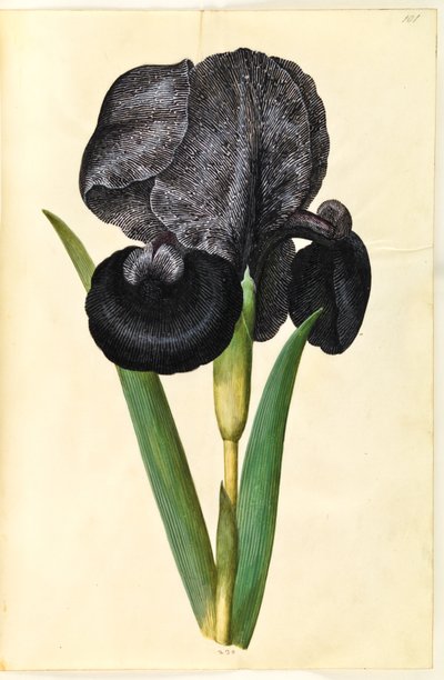 Iris susiana (Trauer-Schwertlilie) von Hans Simon Holtzbecker