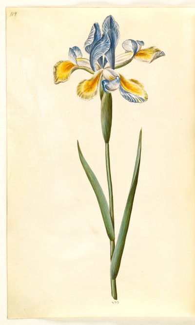 Iris xiphium (Spanische Iris) von Hans Simon Holtzbecker