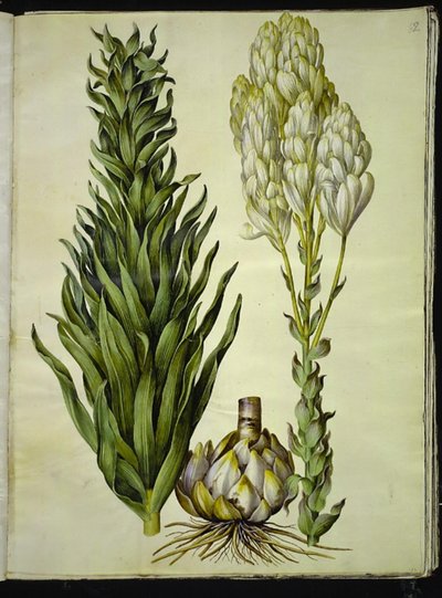 Lilium candidum (Madonnen-Lilie) von Hans Simon Holtzbecker