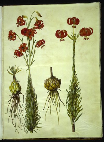 Lilium chalcedonicum (rote Turbanlilie) von Hans Simon Holtzbecker