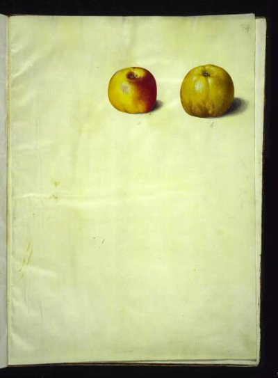 Malus domestica (gewöhnlicher Apfel) von Hans Simon Holtzbecker