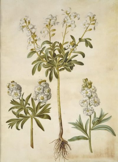 Matthiola incana (Winter-Levkoje) von Hans Simon Holtzbecker