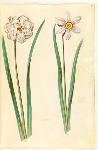 Narcissus poeticus (Dichternarzisse) von Hans Simon Holtzbecker