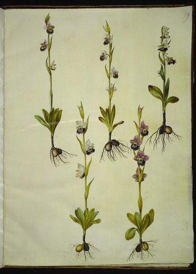 Ophrys fuciflora (Drohnfliegenblume) von Hans Simon Holtzbecker