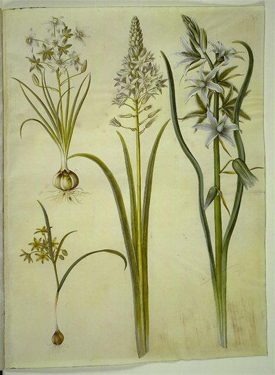Ornithogalum umbellatum (Dolden-Milchstern); Ornithogalum pyramidale (Pyramiden-Milchstern); Gagea lutea (Gewöhnlicher Goldstern); Ornithogalum nutans (Nickender Milchstern) von Hans Simon Holtzbecker