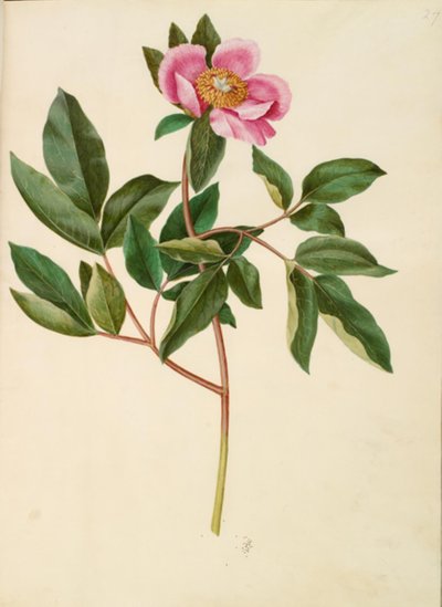 Paeonia mascula (Großblättrige Pfingstrose) von Hans Simon Holtzbecker