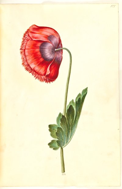 Schlafmohn von Hans Simon Holtzbecker