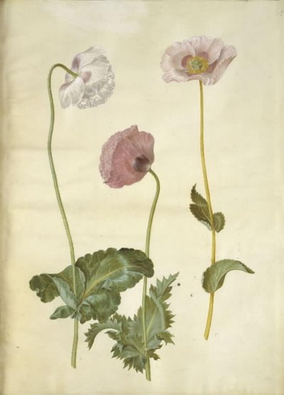Papaver somniferum (Opium-Mohn) von Hans Simon Holtzbecker