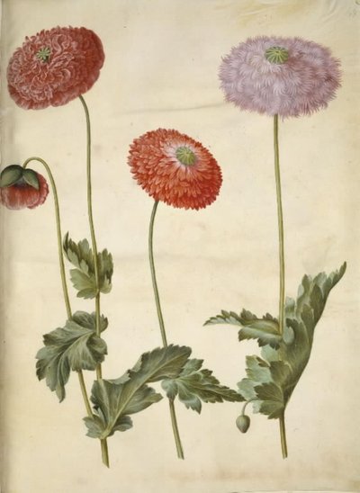 Papaver somniferum (Schlafmohn) von Hans Simon Holtzbecker