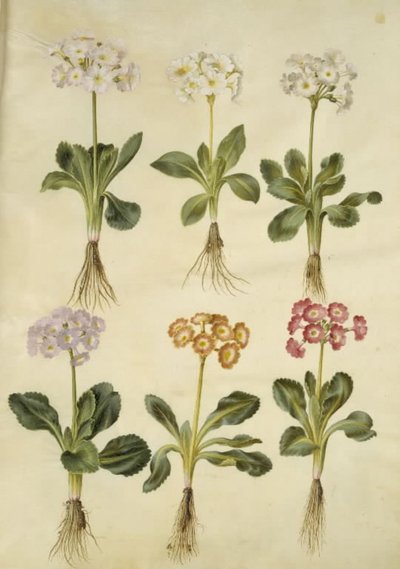 Primula ×pubescens (Garten-Aurikel) von Hans Simon Holtzbecker