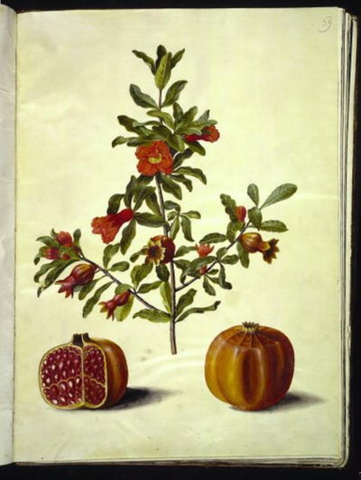 Punica granatum (Granatapfel) von Hans Simon Holtzbecker