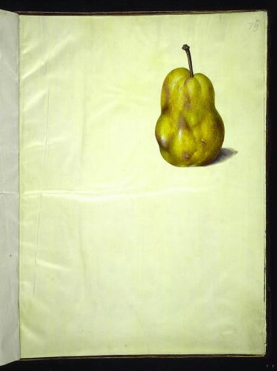 Pyrus communis (gewöhnliche Birne) von Hans Simon Holtzbecker
