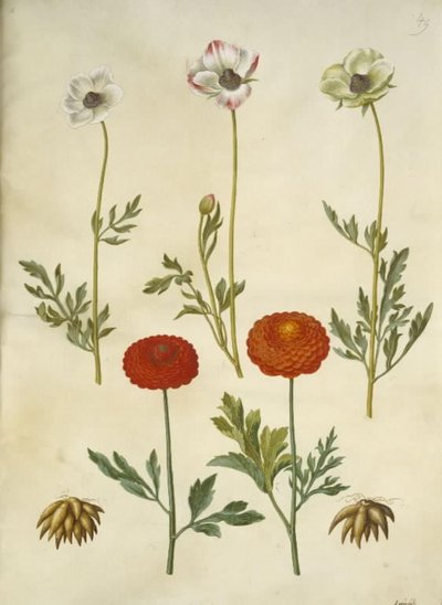 Ranunculus asiaticus (Garten-Ranunkel) von Hans Simon Holtzbecker