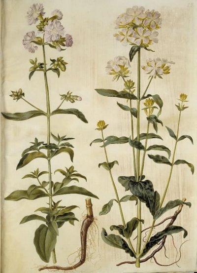 Saponaria officinalis (Echtes Seifenkraut) von Hans Simon Holtzbecker