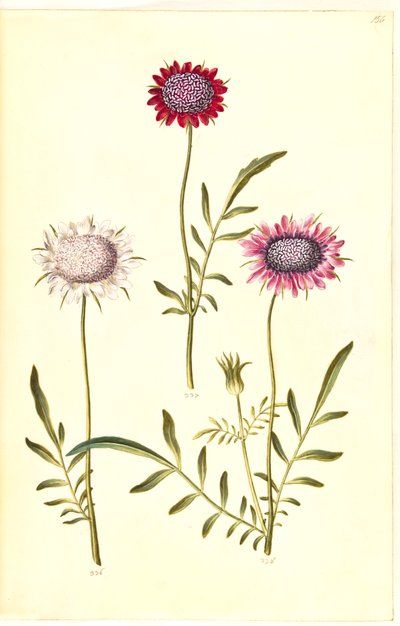 Witwenblume von Hans Simon Holtzbecker