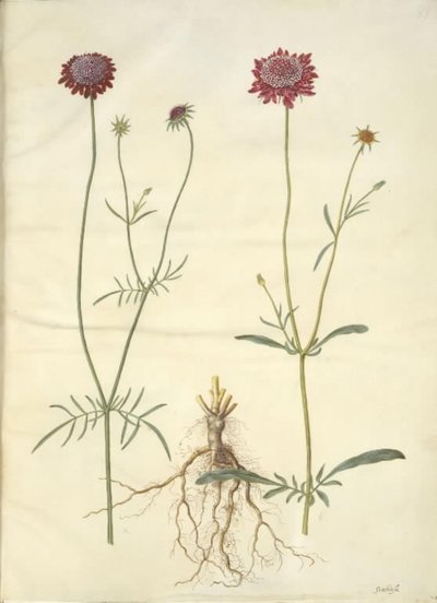 Scabiosa atropurpurea (Witwenblume) von Hans Simon Holtzbecker