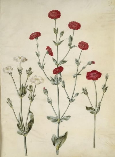 Silene coronaria (Kranz-Leimkraut) von Hans Simon Holtzbecker