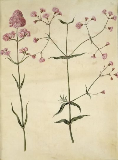 Silene viscaria (gewöhnliche Pechnelke); Silene (Kronen-Lichtnelke) von Hans Simon Holtzbecker