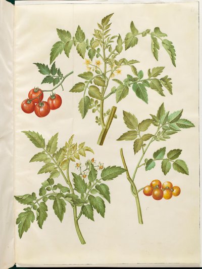 Solanum lycopersicum (gewöhnliche Tomate) von Hans Simon Holtzbecker