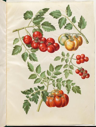 Solanum lycopersicum L. (Tomate) von Hans Simon Holtzbecker