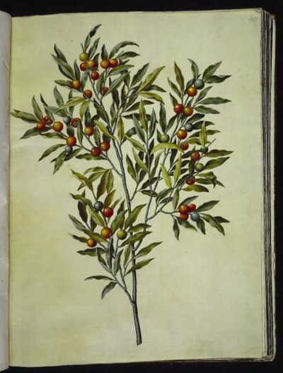 Solanum pseudocapsicum (Jerusalem-Korallenbeere) von Hans Simon Holtzbecker