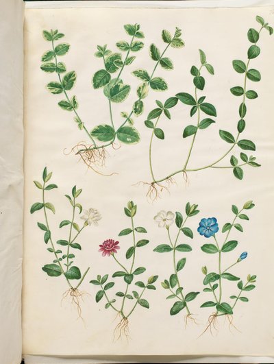 Vinca minor (kleines Immergrün) von Hans Simon Holtzbecker