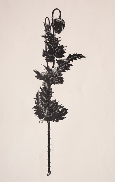 Blumenstudie von Harry Fenn