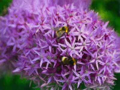 Bienen in den Aliums, 2018 von Helen White