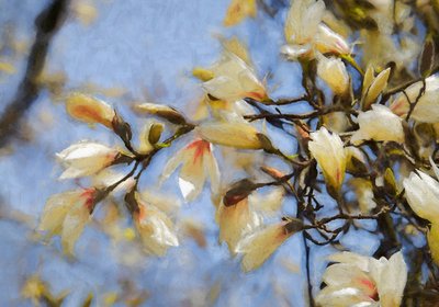 Blauer Himmel Magnolie, 2019 von Helen White