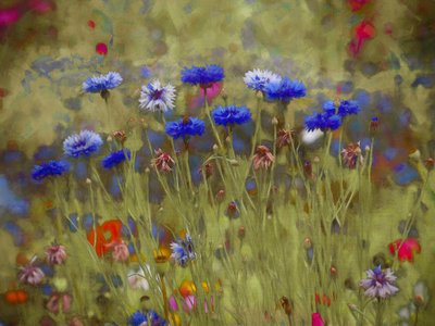Kornblumenblau von Helen White